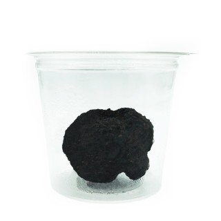 Trufa Negra Fresca AM (Tuber Melanosporum)